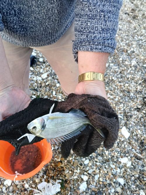 Graham Jamieson 20cm Gilthead Bream, Thorpe Bay June 2025