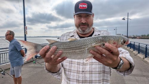 James Flood Grey Mullet 3lb 5oz Erith Pier July 2026 - New Club record