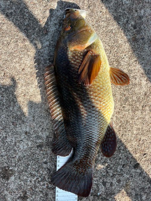 Stuart Chandler Ballan Wrasse - New Club Record 3lb 4oz Samphire Hoe Aug 25